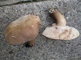 Tylopilus rubrobrunneus image