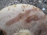 Tylopilus rubrobrunneus image