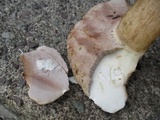 Tylopilus rubrobrunneus image