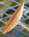 Gymnopus subnudus image