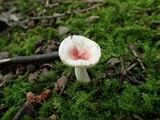 Russula kansaiensis image