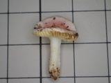 Russula kansaiensis image