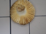 Russula kansaiensis image
