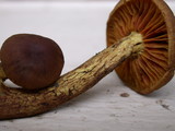 Cortinarius thiersii image