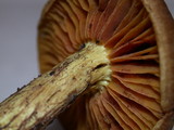 Cortinarius thiersii image
