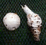 Amanita subcokeri image