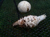 Amanita subcokeri image