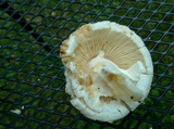 Amanita subcokeri image