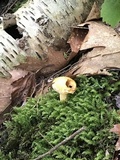 Suillus subaureus image