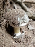 Battarrea phalloides image