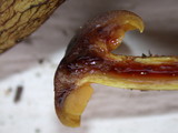 Cortinarius thiersii image