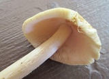 Amanita sect. Vaginatae image