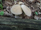 Boletus pallidus image