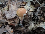 Austroboletus gracilis image