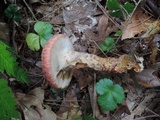 Suillus spraguei image