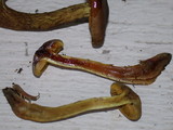 Cortinarius thiersii image