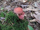 Suillus spraguei image