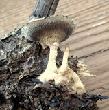 Mycorrhaphium adustum image