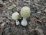 Amanita velatipes image