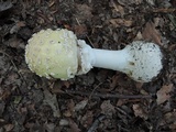 Amanita velatipes image