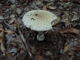 Amanita multisquamosa image