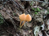 Entoloma quadratum image