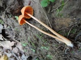Entoloma quadratum image