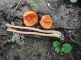 Entoloma quadratum image