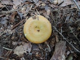 Lactarius croceus image
