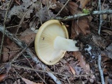 Lactarius croceus image