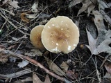 Lactarius fumosus image