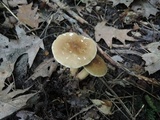 Lactarius fumosus var. fumosus image