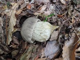 Retiboletus griseus image