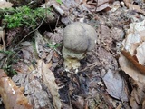 Retiboletus griseus image