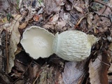 Retiboletus griseus image