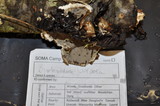 Bjerkandera adusta image