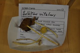 Bolbitius vitellinus image