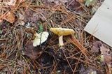 Suillus placidus image