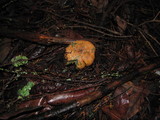 Lactarius rubrilacteus image