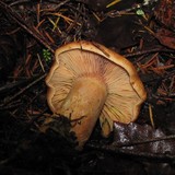 Lactarius rubrilacteus image