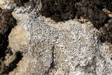 Verrucaria calciseda image