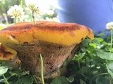 Onnia tomentosa image