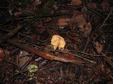 Lactarius rubrilacteus image