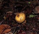 Lycoperdon umbrinum image