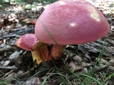 Boletus pallidoroseus image