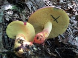 Boletus pallidoroseus image