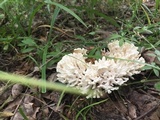Tremellodendron schweinitzii image