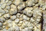 Lecanora carpinea image