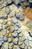 Lecanora carpinea image
