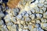 Lecanora carpinea image